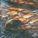 1 River Esk, Westerdale #1 Acrylic 2010  310 x 210mm